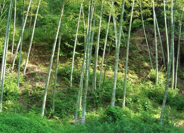 里山の耕作放棄地の有効活用