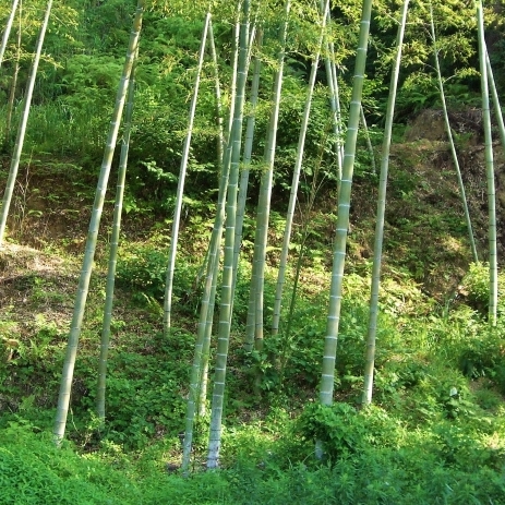 里山の耕作放棄地の有効活用
